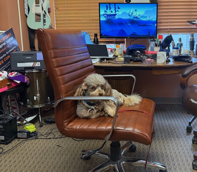 Elroy - the office dog